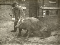 122507 Afbeelding van een demonstratie van een schietmasker, ter bedwelming van een dier vóór de slacht, bij een ...